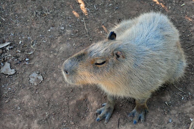 Capybaraknaagdier