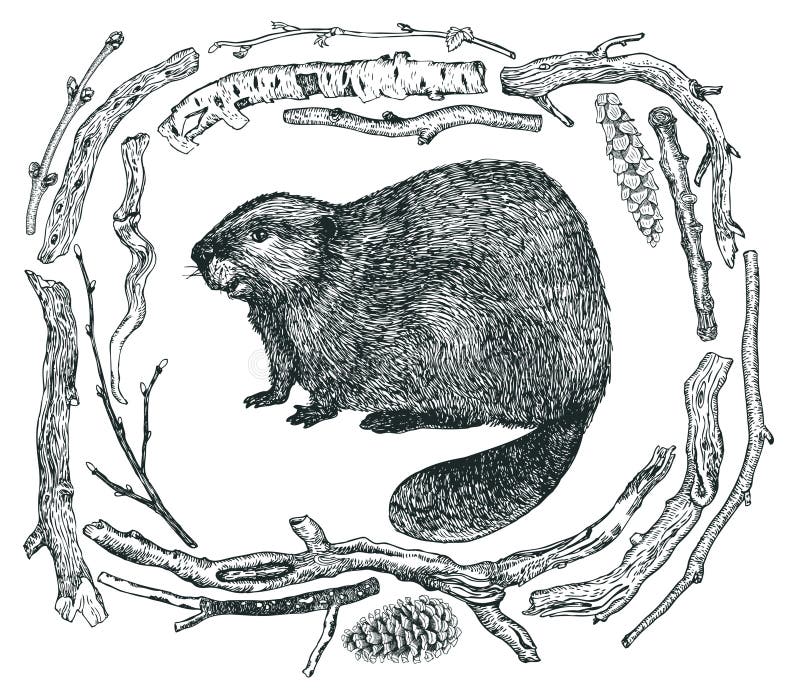 Capítulo de la madera de deriva y de un dibujo de la mano del estilo del bosquejo del castor ilustración del vector Capítulo de la madera de deriva y de un dibujo de la mano del estilo del bosquejo del castor ilustración del vector