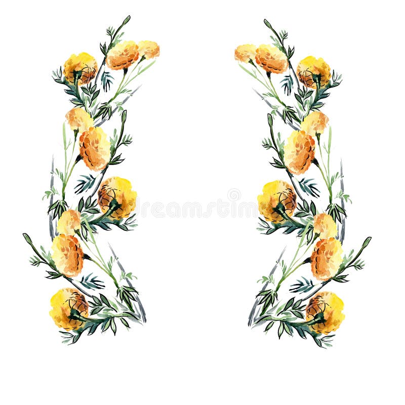Capítulo de las flores amarillas de la acuarela en el fondo blanco stock de ilustración Capítulo de las flores amarillas de la acuarela en el fondo blanco stock de ilustración