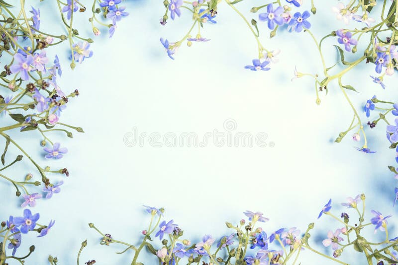 Capítulo de las flores de la nomeolvides en un fondo azul fotos de archivo libres de regalías Capítulo de las flores de la nomeolvides en un fondo azul fotos de archivo libres de regalías