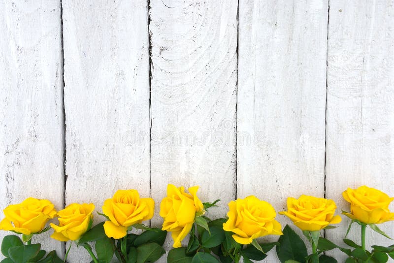 Frame of yellow roses on white rustic wooden background. Valentine's Day and Mother's Day background. Holiday mock up. Top view. Frame of yellow roses on white rustic wooden background. Valentine's Day and Mother's Day background. Holiday mock up. Top view