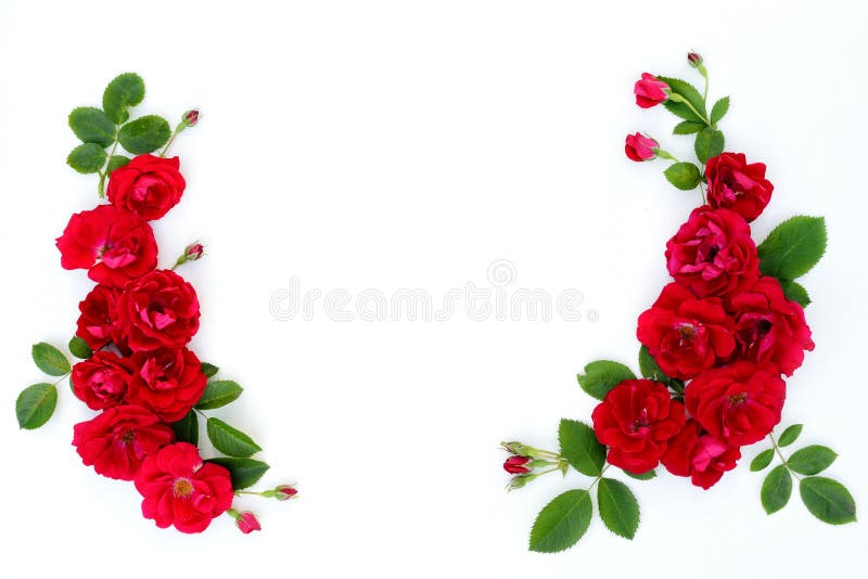 Frame of red roses on a white background with space for text. Flat lay. Frame of red roses on a white background with space for text. Flat lay