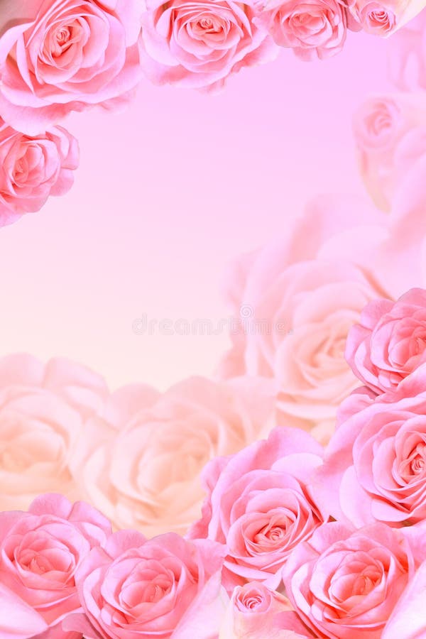 Frame of beautiful pink roses. Frame of beautiful pink roses