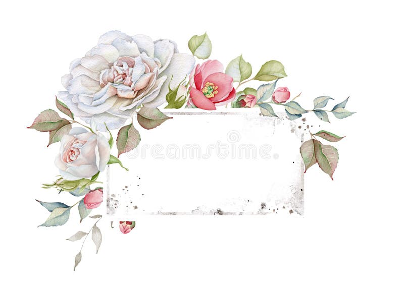 Capítulo floral de la acuarela con las rosas blancas y rosadas delicadas con elegancia lamentable