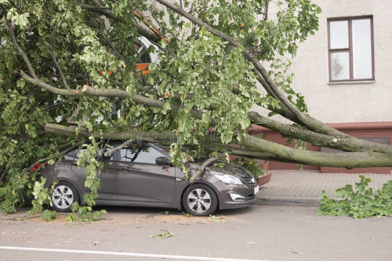 Car destroyed by a fallen tree. stock photos