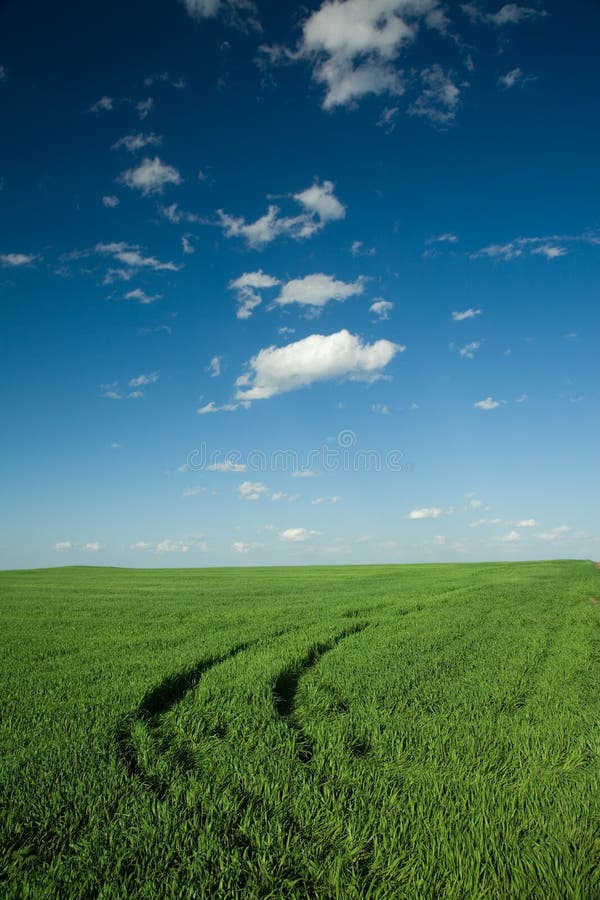 Car tracks through wheat field