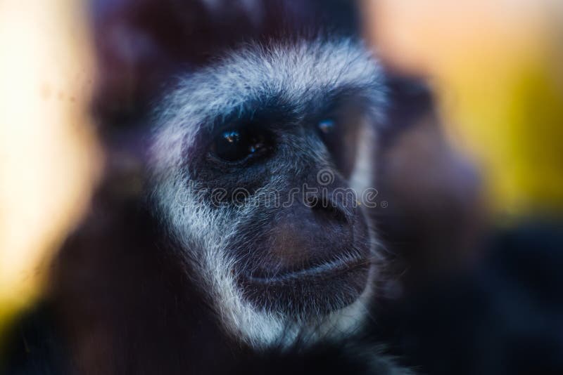 Foto de macacos fofos na natureza