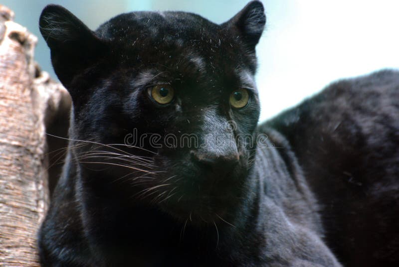 Cara Bonita De Una Pantera Negra Salvaje En El Medio Silvestre Foto de  archivo - Imagen de jaguar, salvaje: 191228036