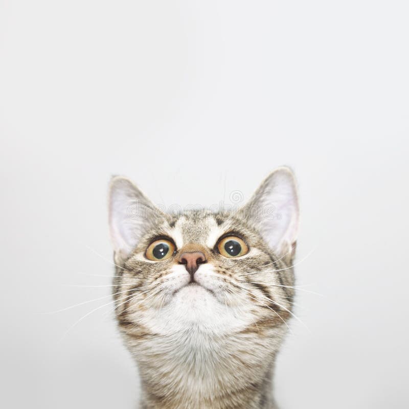 Cara curiosa do gato que olha acima