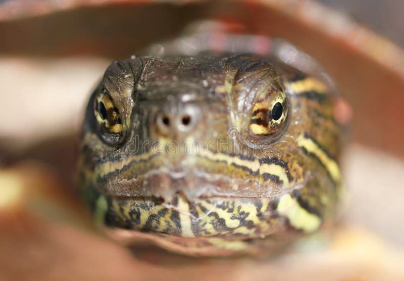 277 Cara Da Tartaruga Fotos Fotos De Stock Gratuitas E Fotos Royalty Free Dreamstime