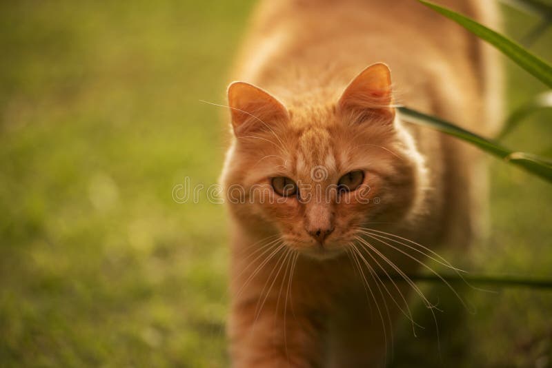 Cara de acecho del gato foto de archivo. Imagen de hermoso 136723868