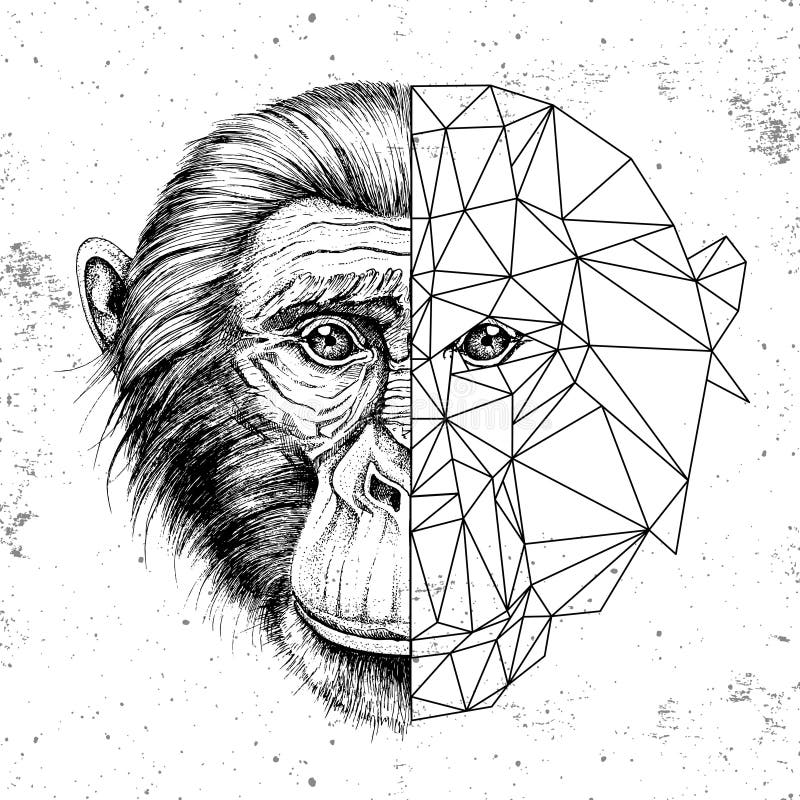 Macaco-prego Desenho Manual De Chimpanzés Ilustração do Vetor - Ilustração  de sépia, desenho: 168214984