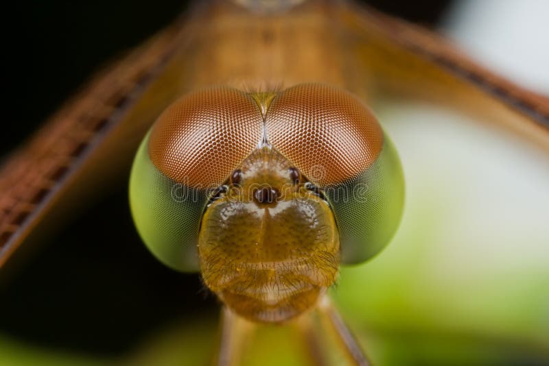 Cara de la libélula