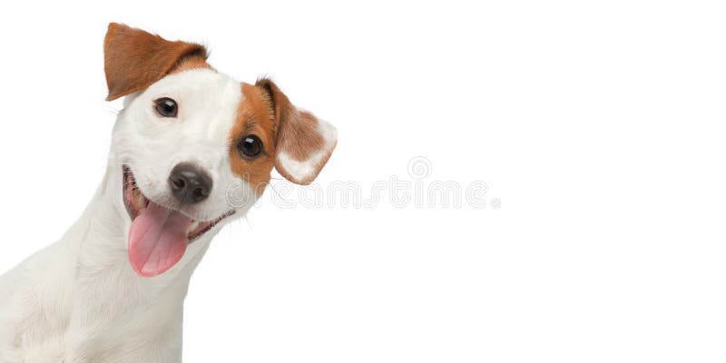 Cara de perro divertida aislada. retrato de jack russell terrier sobre fondo blanco