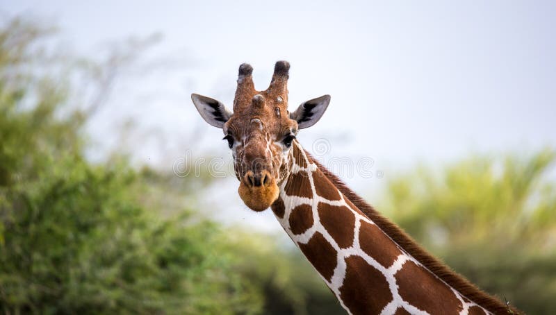 O rosto de uma girafa em close-up foto de stock