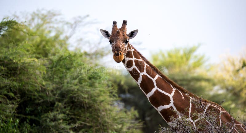 A cara de um girafa no close-up imagens de stock