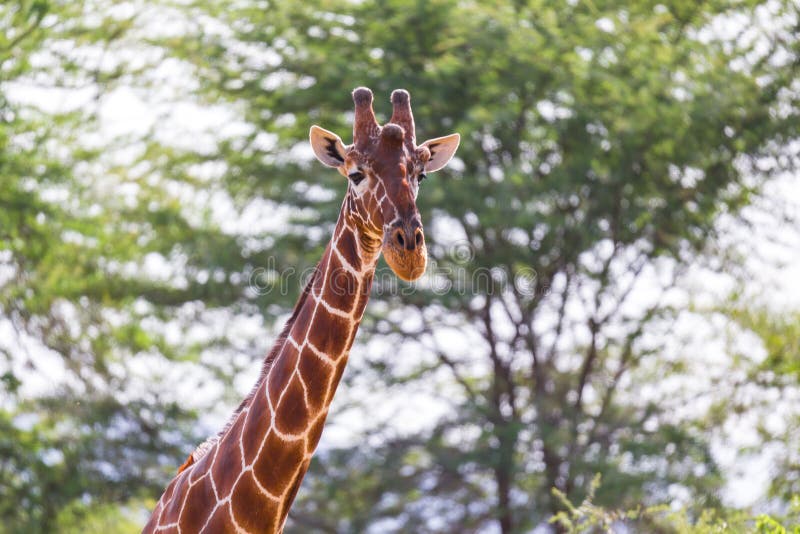 A cara de um girafa no close-up imagens de stock royalty free