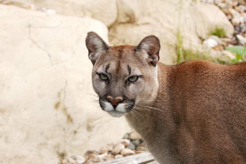 Cara Un Puma Puma Fotos de stock - libres de regalías Dreamstime