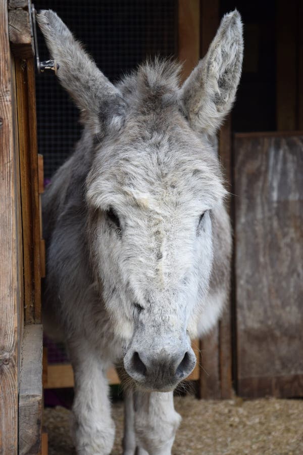 Cara del burro que se coloca en la yarda imagen de archivo libre de regalías Cara del burro que se coloca en la yarda imagen de archivo libre de regalías