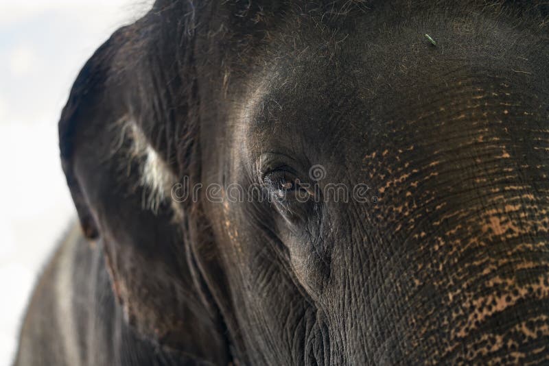 Cara del elefante asiático fotografía de archivo Cara del elefante asiático fotografía de archivo