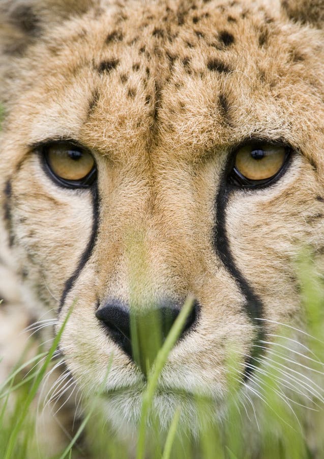 Closup of cheetah face in grass. Closup of cheetah face in grass