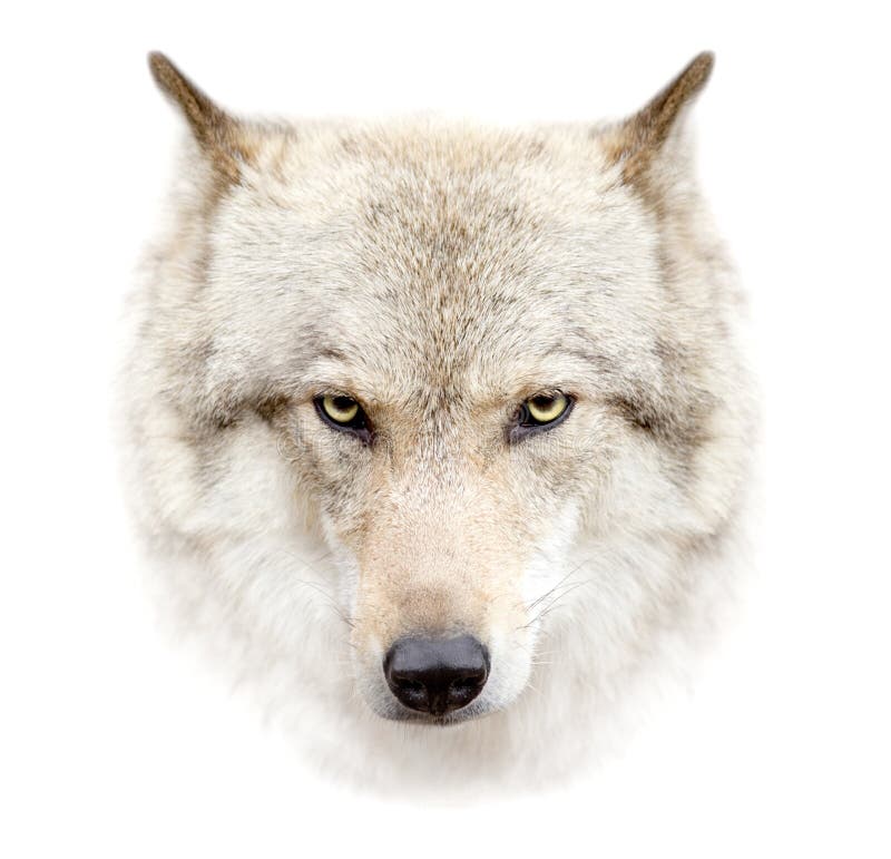 Cara del lobo en el fondo blanco