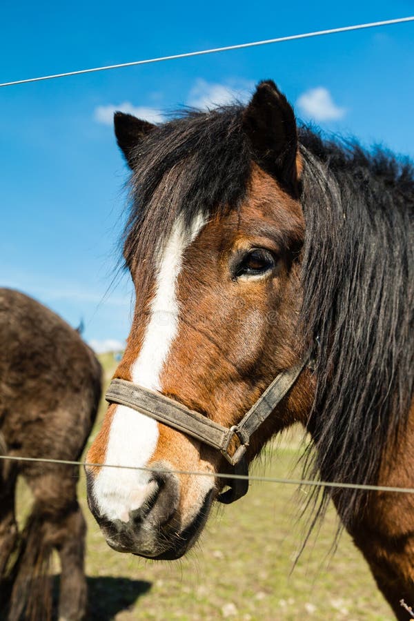 Foto De Stock Cara De Um Belo Cavalo, Royalty-Free