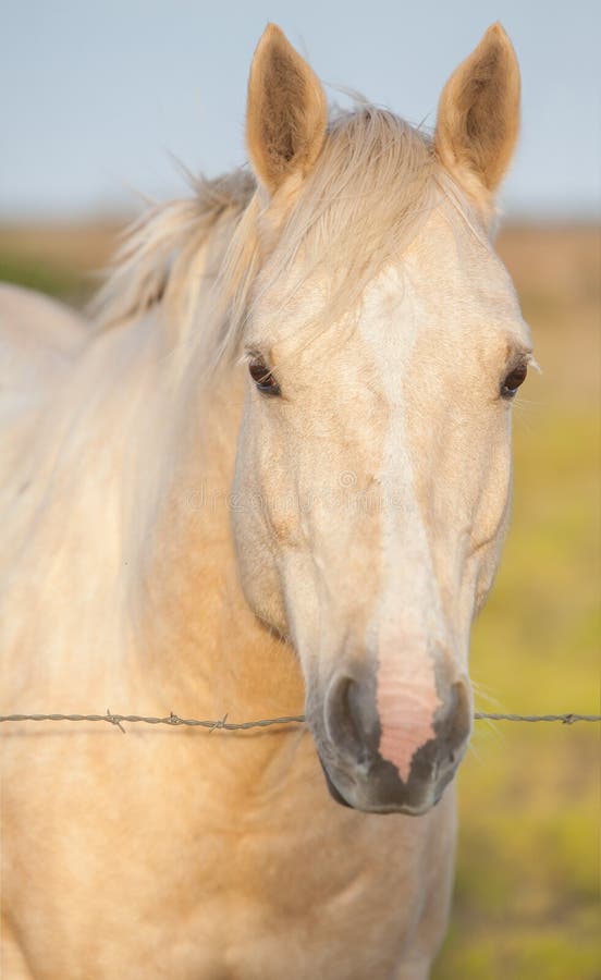 Close up da cara do cavalo foto de stock. Imagem de pasto - 34956360