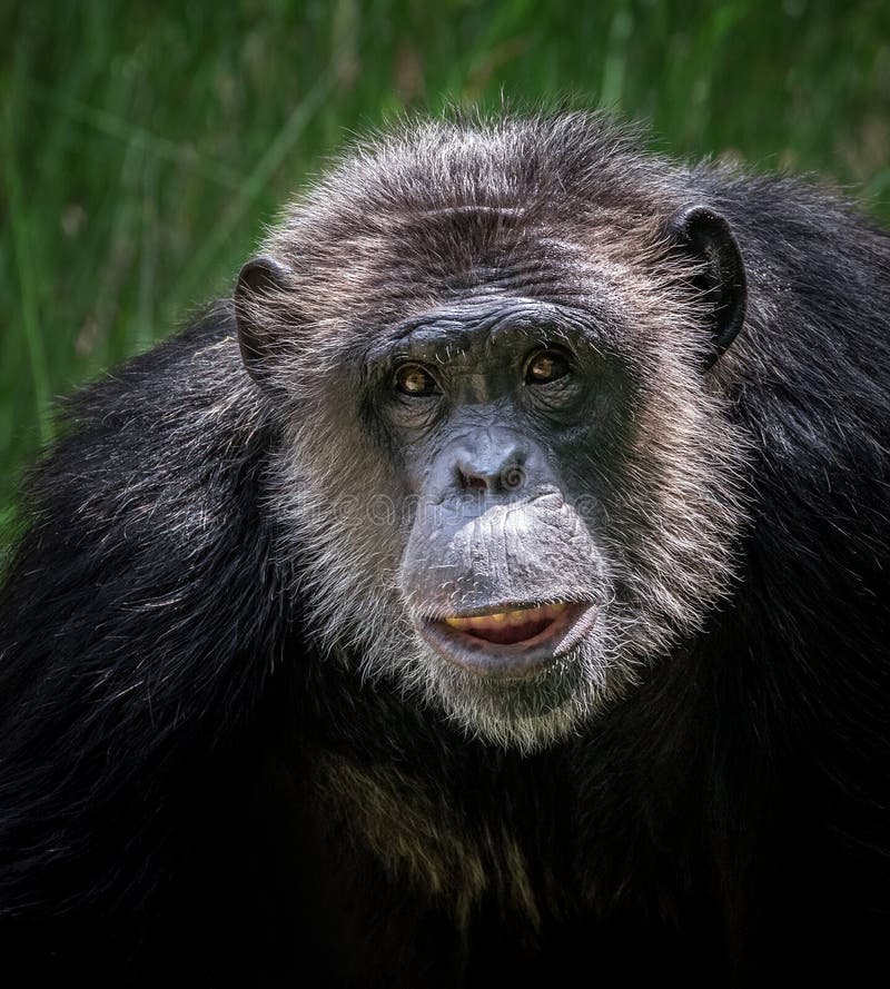 Fundo Close Up Do Rosto De Um Chimpanzé Preto Fundo, Foto De Um