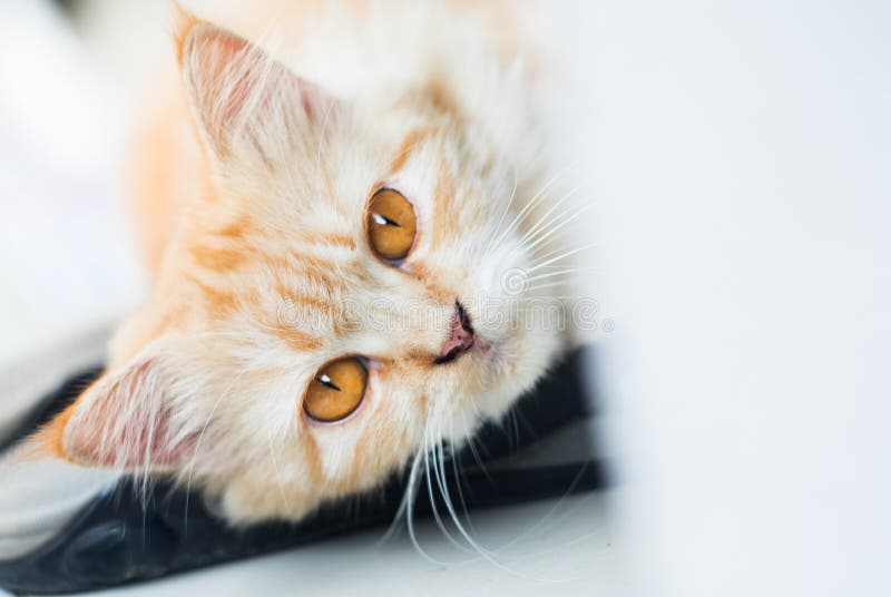 Cara do gato com olhos amarelos imagens de stock Cara do gato com olhos amarelos imagens de stock