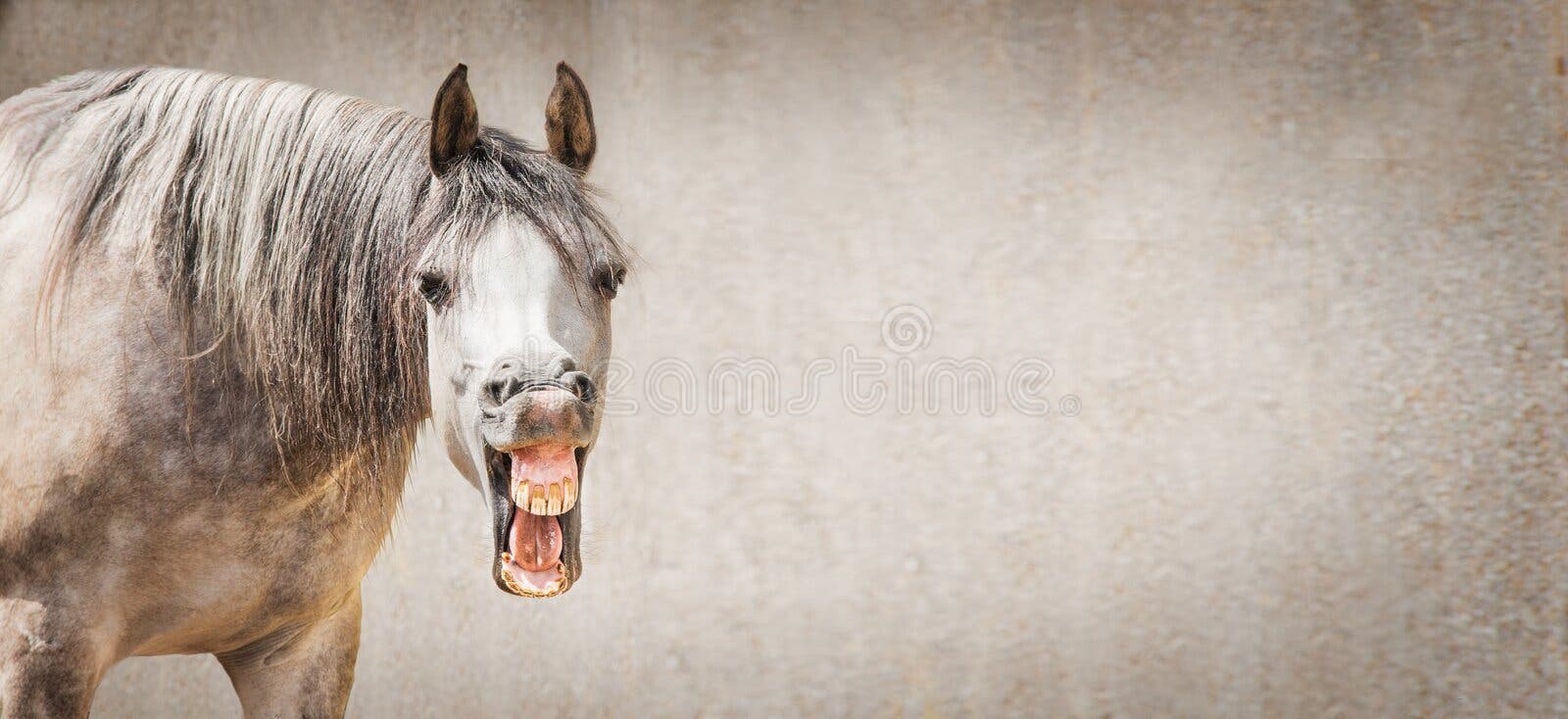 Close up da cara do cavalo foto de stock. Imagem de pasto - 34956360