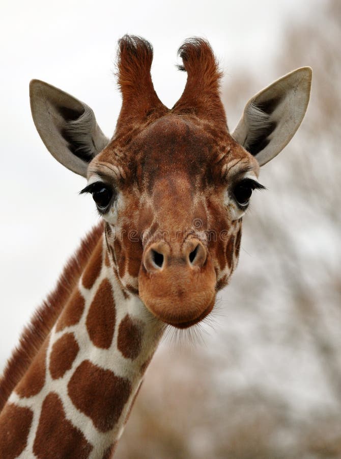 Cara engraçada ou triste do girafa?