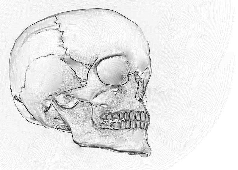 La Mandíbula De La Nariz De Los Huesos De La Cara Imagen. Imagen: 128257451 La Mandíbula De La Nariz De Los Huesos De La Cara Imagen. Imagen: 128257451