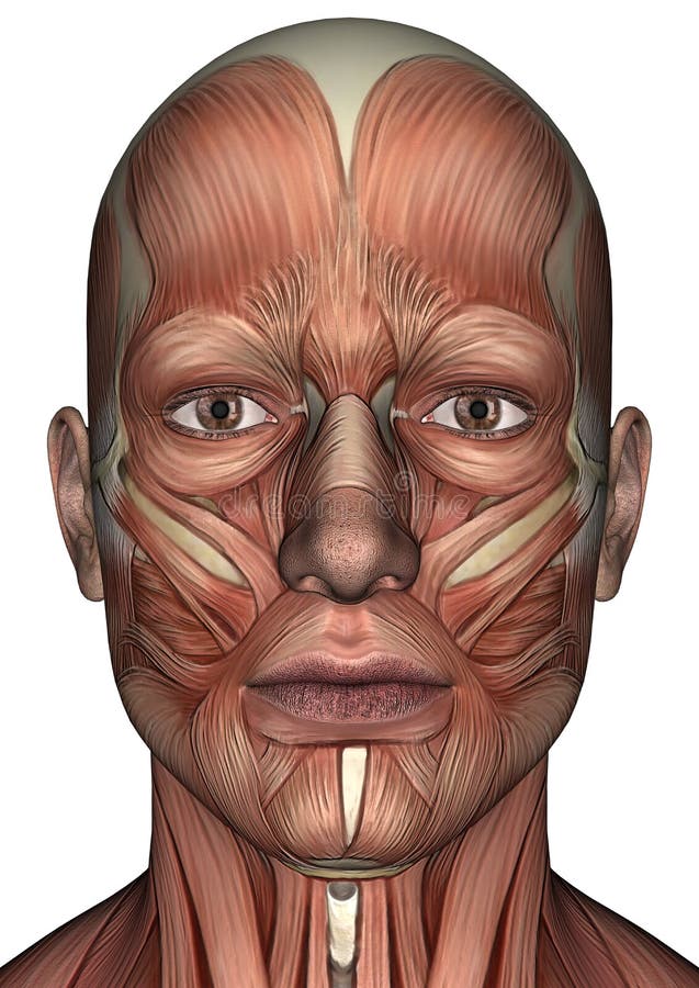 Cara masculina da anatomia ilustração do vetor Cara masculina da anatomia ilustração do vetor
