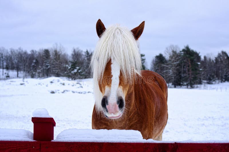 Cara Pequena Do Cavalo Na Frente De Uma Floresta Do Pinho No Inverno Imagem  de Stock - Imagem de floresta, frente: 49381965