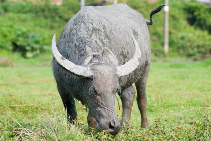 Carabao stock photo. Image of horn, china, mammal, water - 19948264