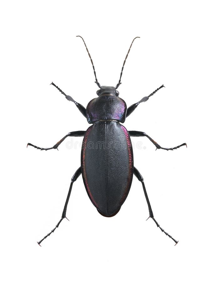 Carabus violaceus