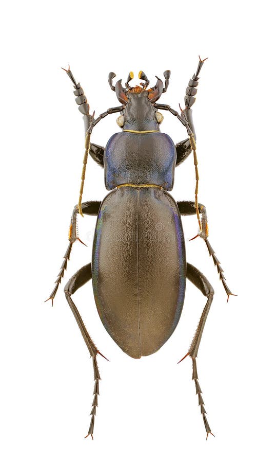 Carabus violaceus