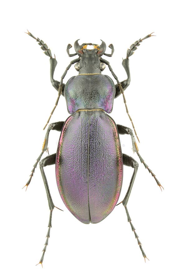 Carabus violaceus piceneus