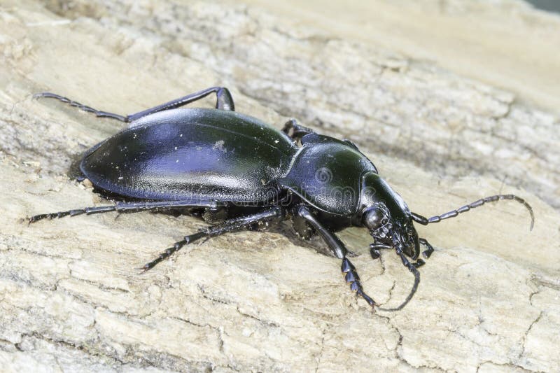 Carabus glabratus / smooth ground beetle. Carabus glabratus / smooth ground beetle