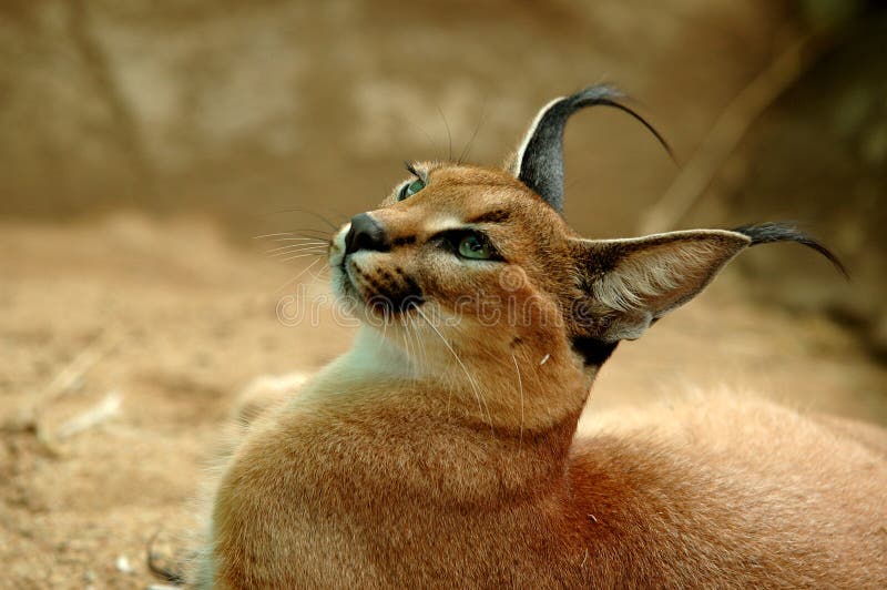 Caracal stock photo Caracal stock photo
