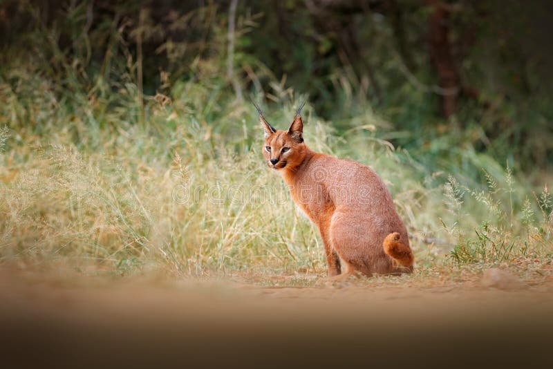 Caracal, African lynx, in green grass vegetation. Beautiful wild cat in nature habitat, Botswana, South Africa. Animal face to royalty free stock images Caracal, African lynx, in green grass vegetation. Beautiful wild cat in nature habitat, Botswana, South Africa. Animal face to royalty free stock images
