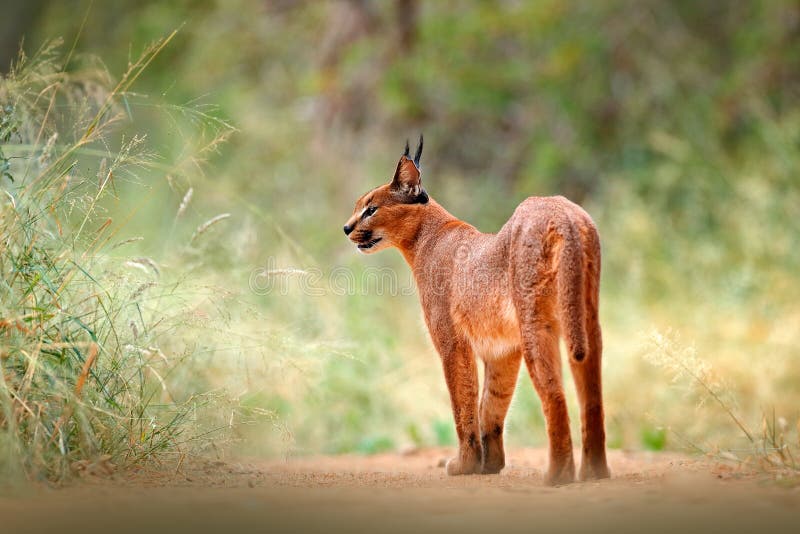 Caracal afrikansk lodjur, i vegetation för grönt gräs Härlig lös katt i naturlivsmiljön, Botswana, Sydafrika Djur framsida till arkivbilder Caracal afrikansk lodjur, i vegetation för grönt gräs Härlig lös katt i naturlivsmiljön, Botswana, Sydafrika Djur framsida till arkivbilder
