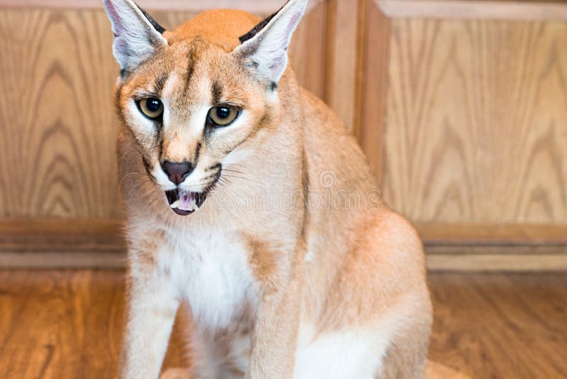 Caracal cat,kitty 8 month isolate on background,copy space stock photography