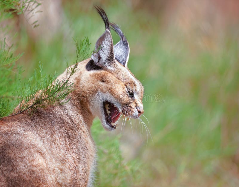 Caracal che ringhia fotografie stock Caracal che ringhia fotografie stock