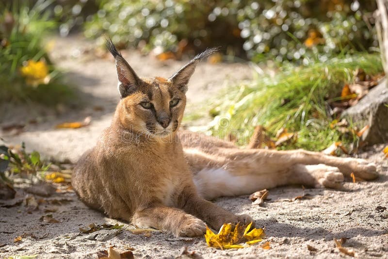 Caracal che riposa in uno schiarimento immagini stock Caracal che riposa in uno schiarimento immagini stock