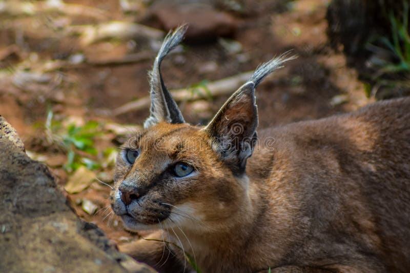 Caracal kent ook als Afrikaanse gouden Kat stock afbeelding Caracal kent ook als Afrikaanse gouden Kat stock afbeelding