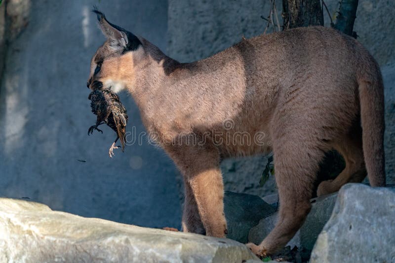 Caracal löst kattslut upp den wwhile ståenden äta en fågel arkivbild Caracal löst kattslut upp den wwhile ståenden äta en fågel arkivbild