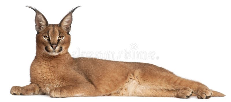 Caracal, Caracal caracal, 6 meses fotos de archivo libres de regalías Caracal, Caracal caracal, 6 meses fotos de archivo libres de regalías