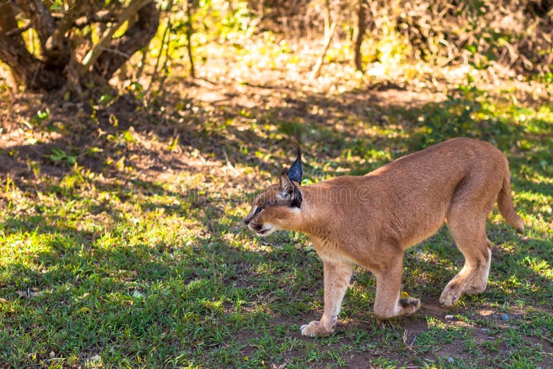 Caracal Walking Photos Free & RoyaltyFree Stock Photos from Dreamstime